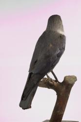 Jackdaw - Corvus monedula